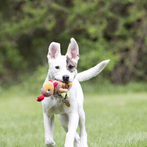 pet products, dog toys, cat toys, Steel Dog USA, MN, Minnesota