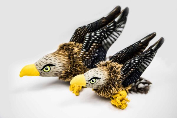 54443 hawks