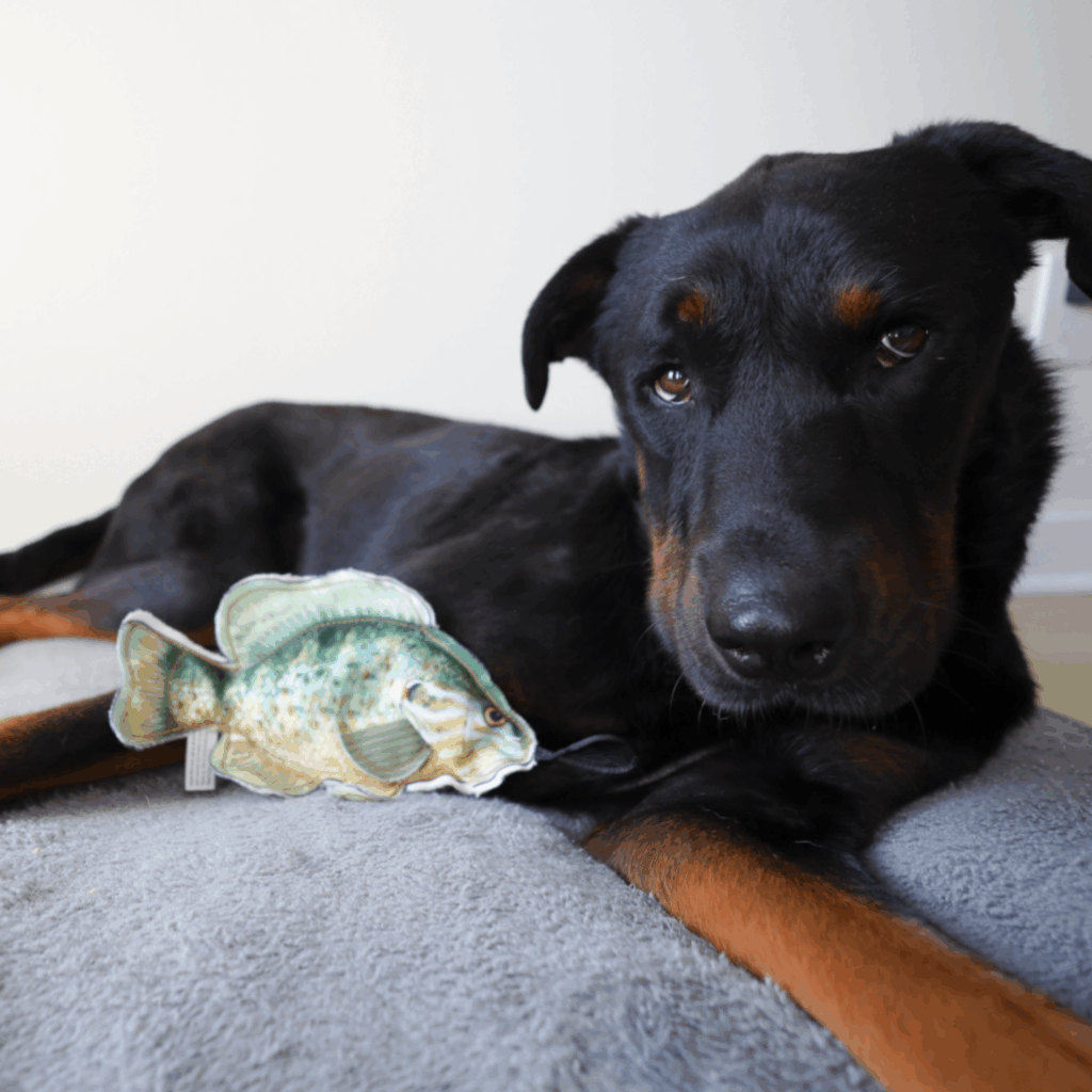 Steel Dog USA Denim Sunfish Dog Toy | Tough Denim + Rope Toy with ...