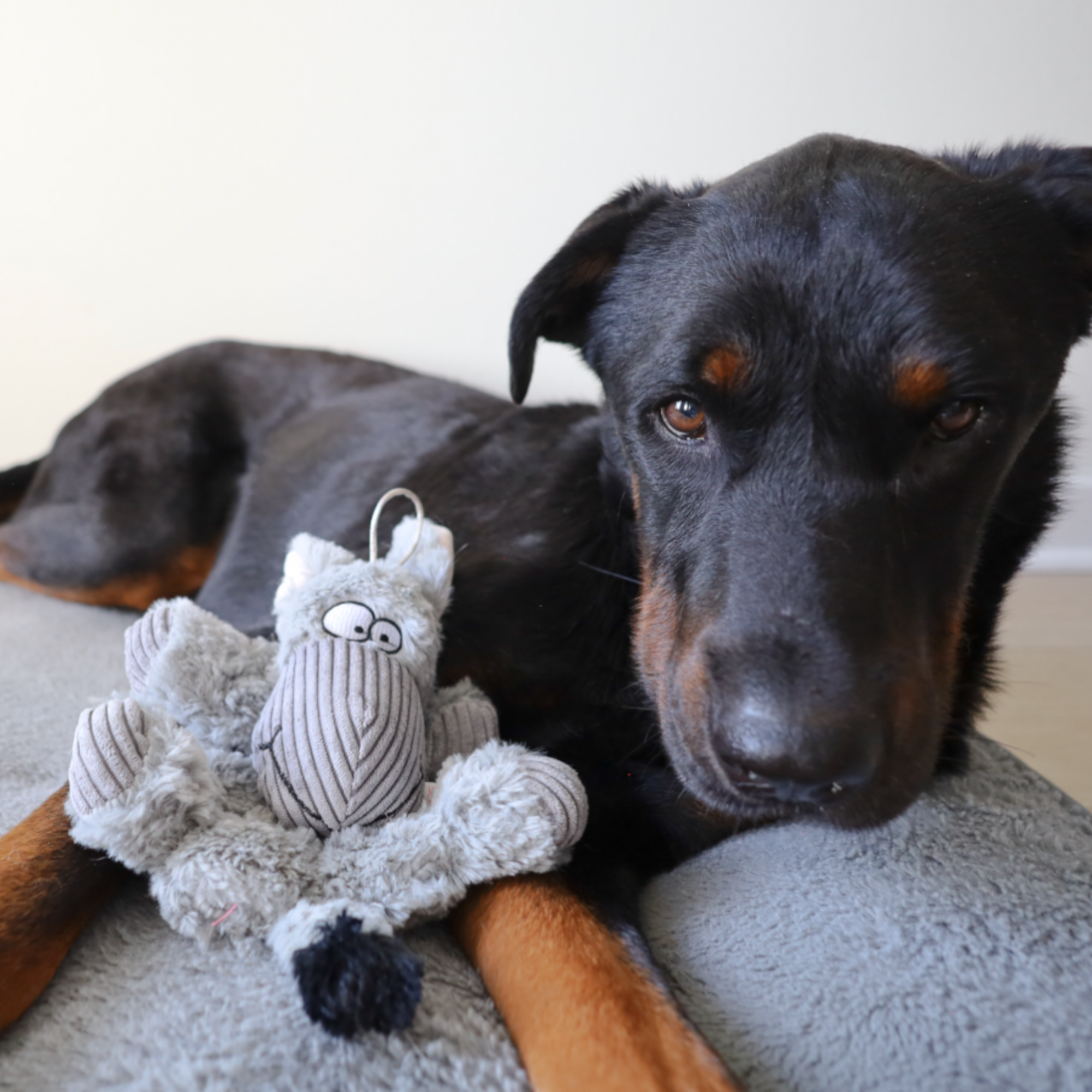 barnyard buddy donkey