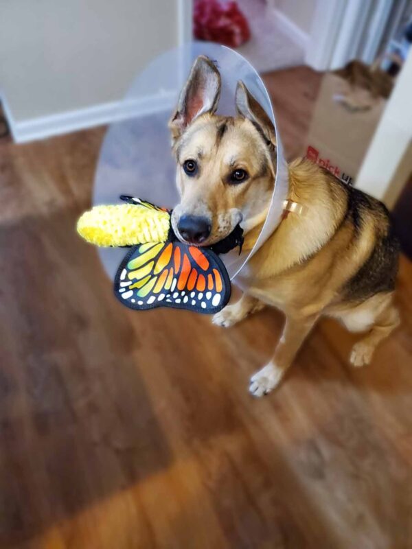 pupbutterfly