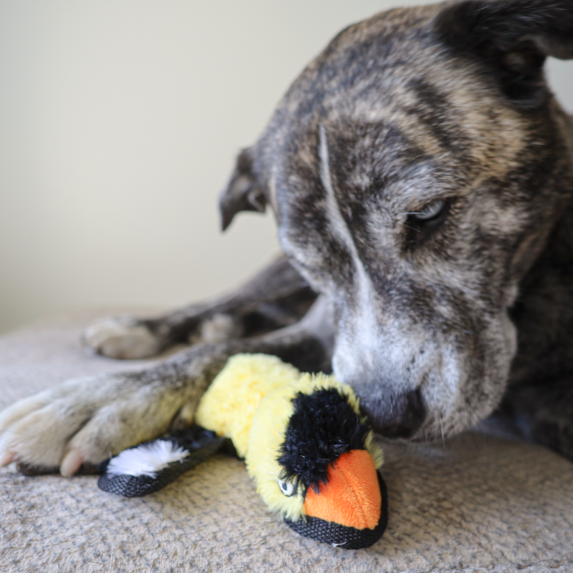 yard bird yellow finch