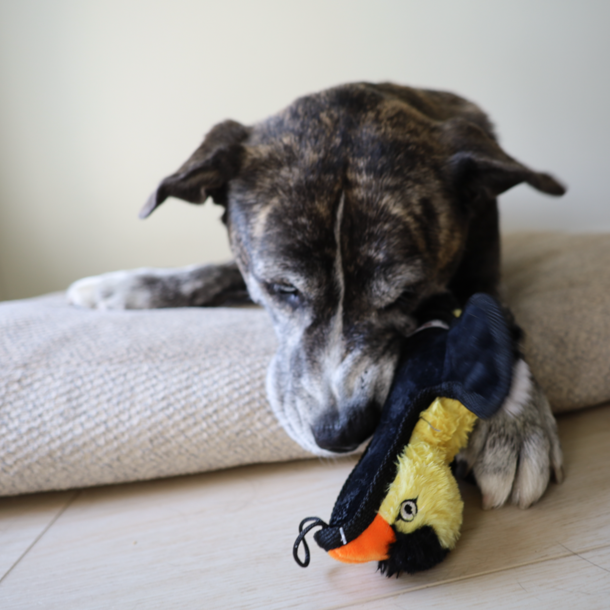 yard bird yellow finch