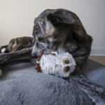 big eyed owl