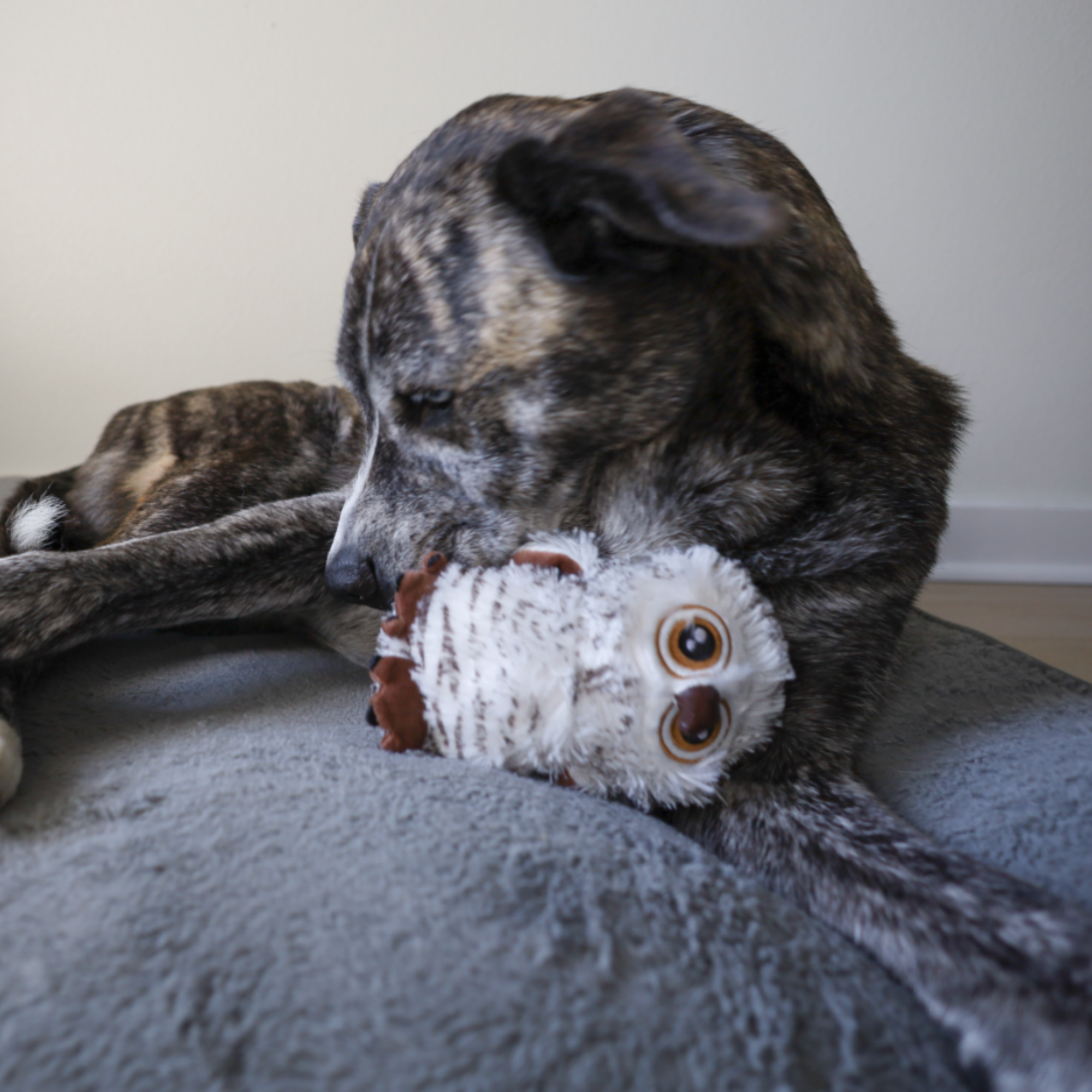 big eyed owl
