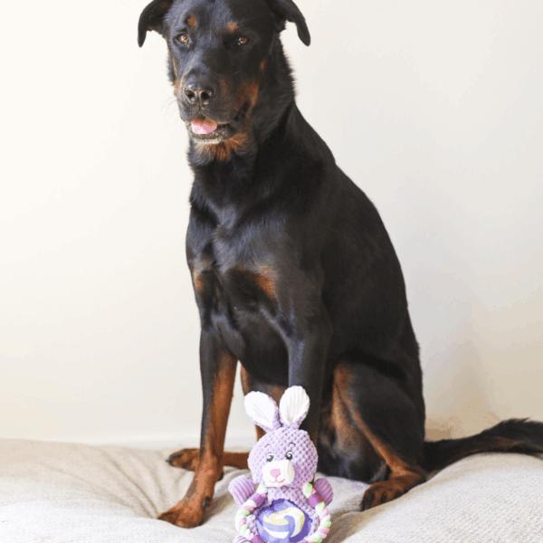 roper flat sport bunny