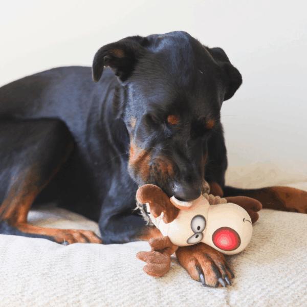 holiday ruffian reindeer