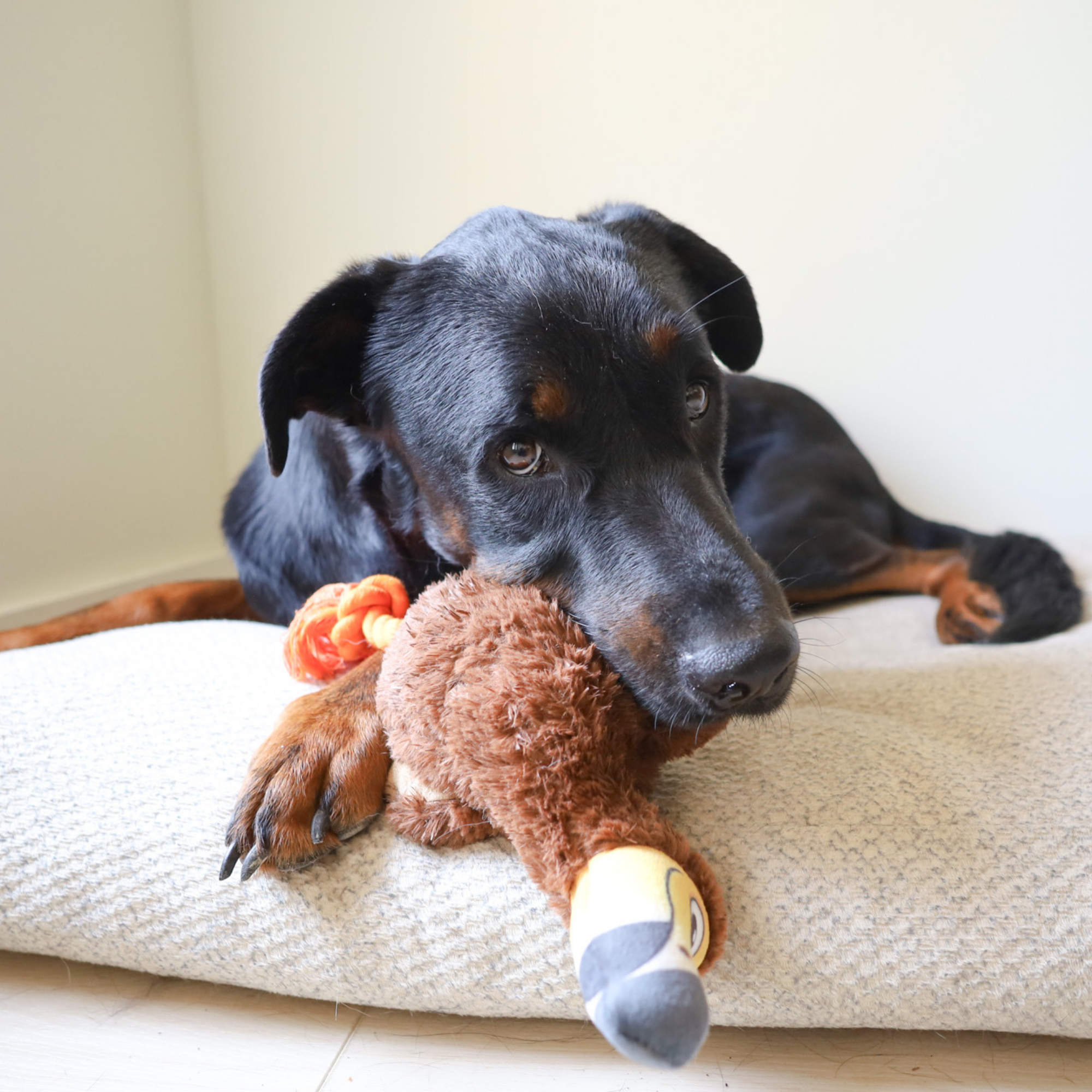 dodo bird – tough plush with rope legs and hidden tennis ball