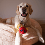 ruffian prairie boar