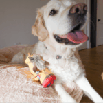 ruffian prairie boar