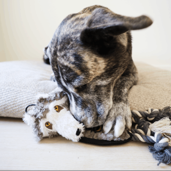 flat tugger wolf dog toy – tough tug + hidden tennis ball