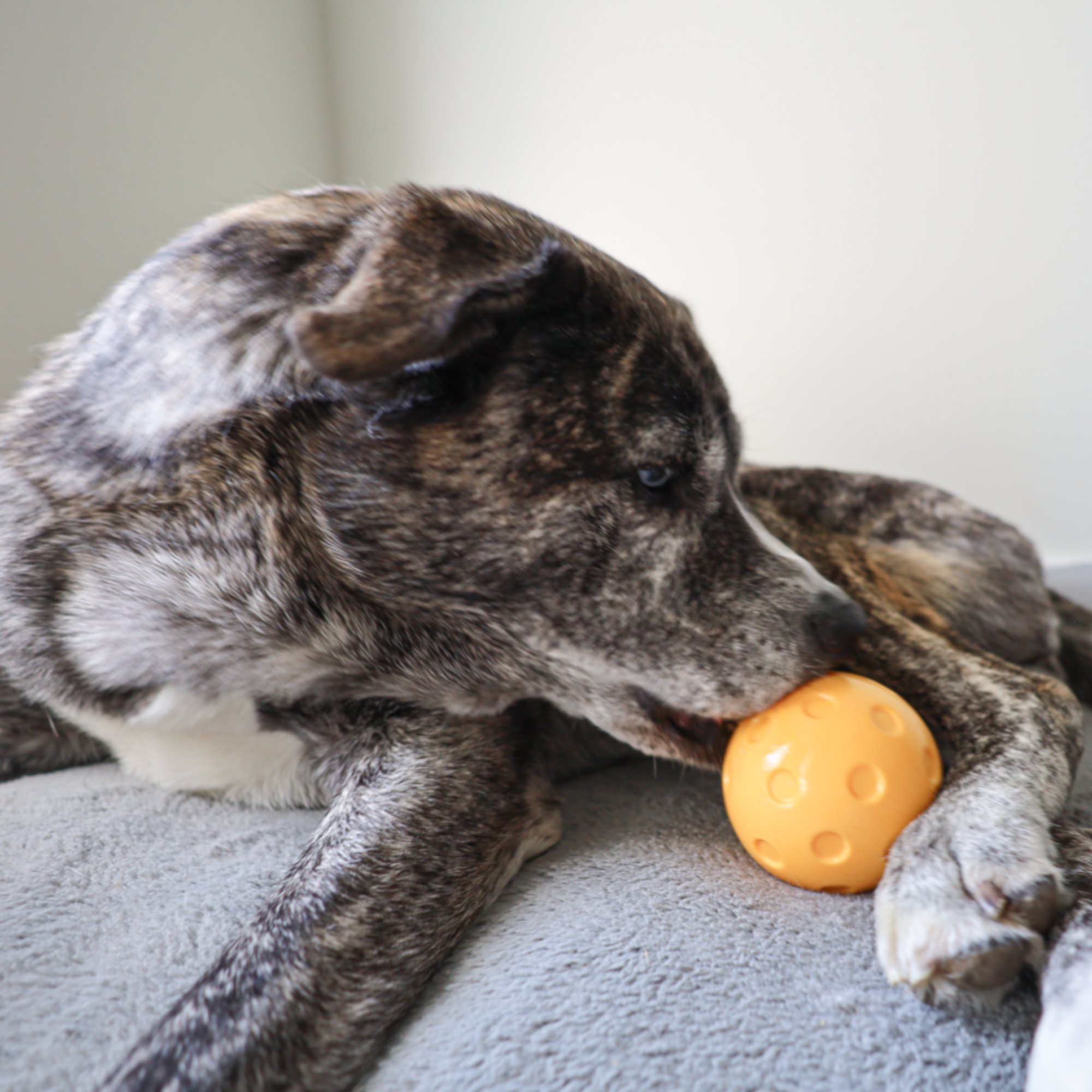 slow treater pickleball ball