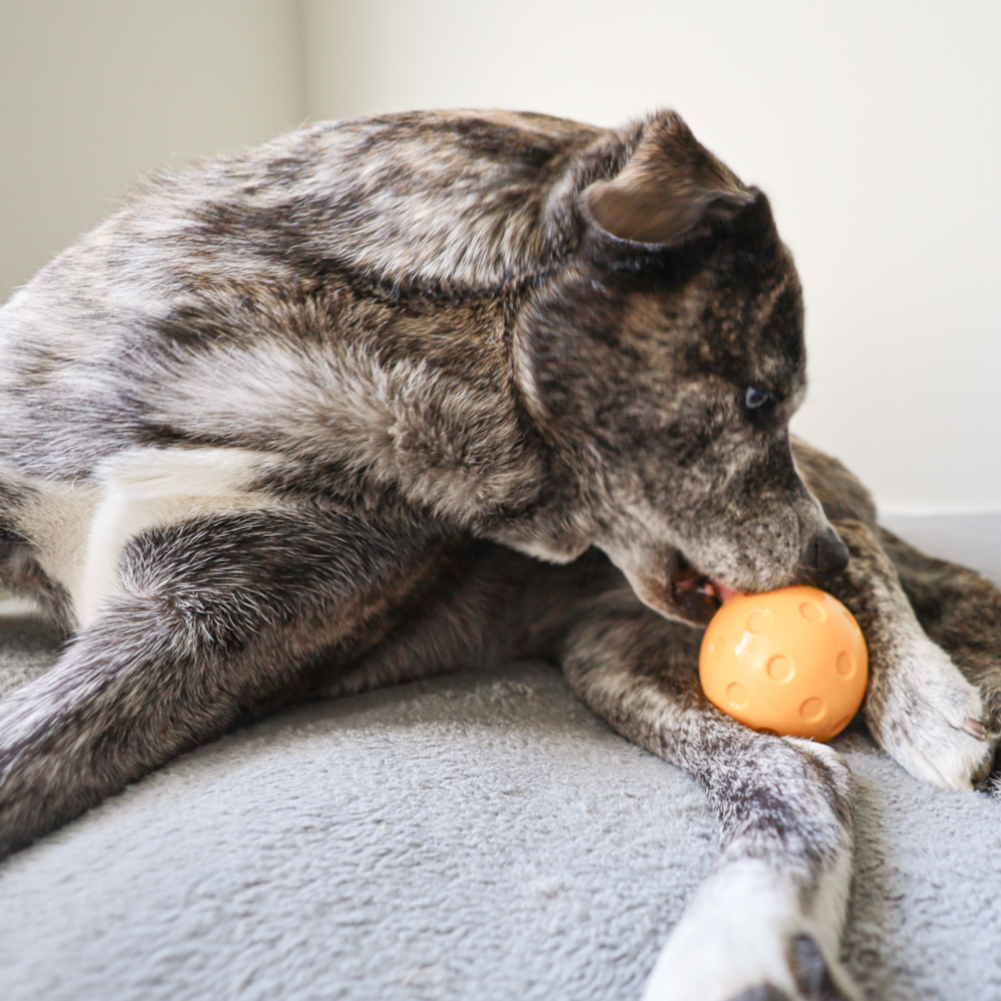 slow treater pickleball ball